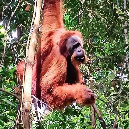 On The Rocks Bungalows, Restaurant And Jungle Trekking Tours Bukit Lawang Eksteriør billede