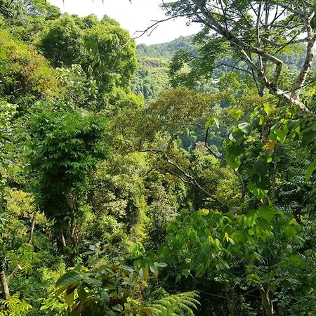On The Rocks Bungalows, Restaurant And Jungle Trekking Tours Bukit Lawang Eksteriør billede