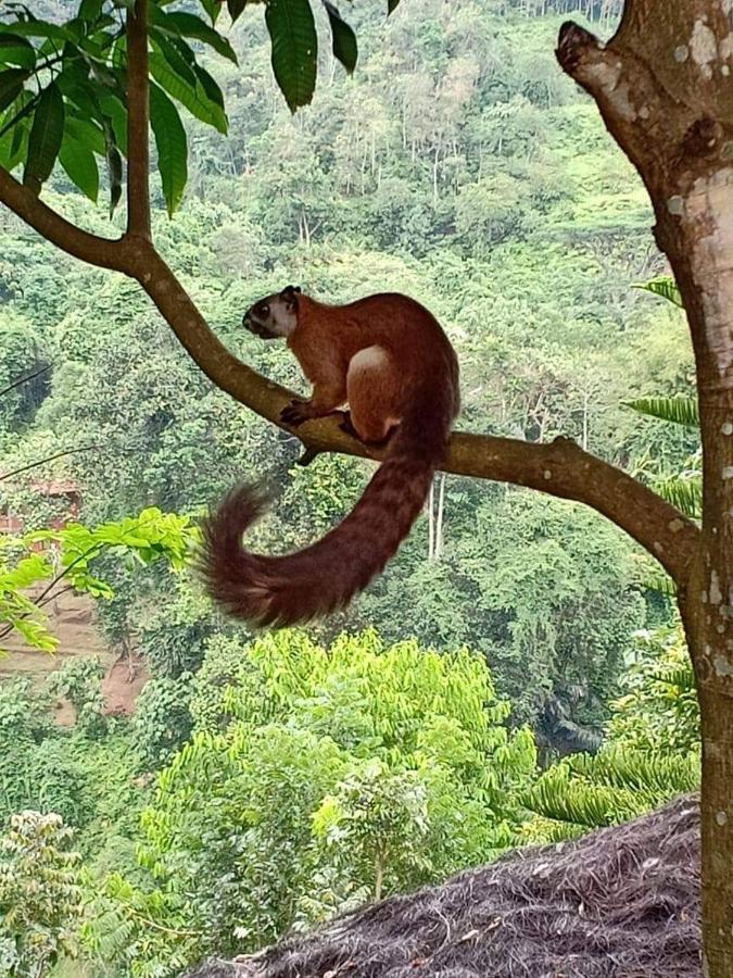 On The Rocks Bungalows, Restaurant And Jungle Trekking Tours Bukit Lawang Eksteriør billede