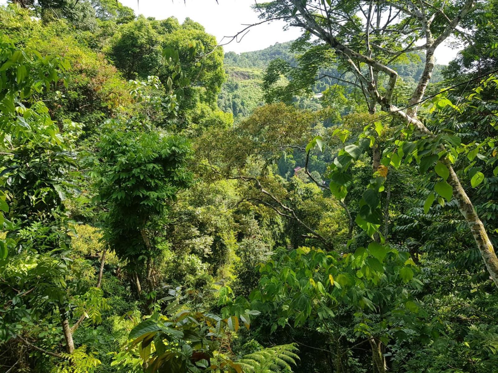On The Rocks Bungalows, Restaurant And Jungle Trekking Tours Bukit Lawang Eksteriør billede