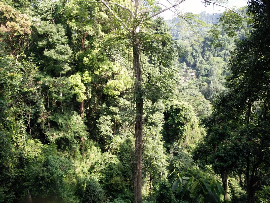 On The Rocks Bungalows, Restaurant And Jungle Trekking Tours Bukit Lawang Eksteriør billede